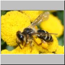 Andrena flavipes - Sandbiene w001a 10-11mm - OS-Wallenhorst-Sandgrube-det.jpg